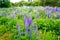 Blue lupines field (Lupinus polyphyllus)