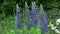 Blue lupines flowering