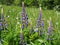 Blue lupines in a summer field