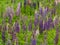 Blue lupins flowers field .