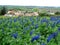 Blue lupins in front of an Israeli village