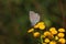 Blue lycaenidae butterfly on the meadow wildflower