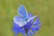 blue lycaenidae butterfly sitting on cornflower