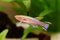 Blue Lyretail Killi Fish killifish Fundulopanchax gardneri Aquarium fish