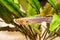 Blue Lyretail Killi Fish killifish Fundulopanchax gardneri Aquarium fish