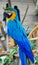 Blue macaw