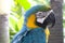 Blue macaw