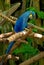 Blue Macaw