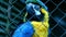 Blue Macaw