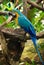 Blue macaw bird