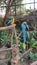 Blue macaw pair at zoo