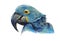 Blue macaw parrot watercolor illustration. Hand drawn animal realistic portrait. Tropical exotic blue bird close up