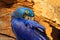 Blue Macaw portrait. Nesting behaviour. Hyacinth Macaw, Anodorhynchus hyacinthinus, in tree nest cavity, Pantanal, Brazil, South A