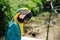 A blue macaw poses for the camera in the brazilian amazon