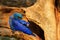 Blue macaw tree nest. Nesting behaviour. Hyacinth Macaw, Anodorhynchus hyacinthinus, in tree nest cavity, Pantanal, Brazil, South