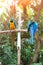 Blue macaws perched on a wooden post enjoying the warmth of the evening sun