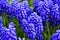 Blue magnificent arabian hyacinth in spring.