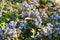 Blue Mahonia berries Latin Mahonia aquifolium or Oregon grapes