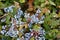 Blue Mahonia berries Latin Mahonia aquifolium or Oregon grapes