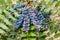 Blue mahonia berries and leaves