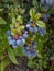 Blue Mahonia Japonica Berries in the Garden