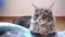 Blue maine coon cat lying on the floor