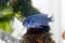 Blue Malawi Cichlid fish in a tank