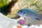 Blue Malawi Cichlid fish in a tank