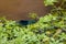 Blue male banded demoiselle Calopteryx splendens at a river on the hunt for insects with banded wings at a creek on green leaves