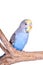 A blue male budgie