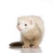 Blue male Ferret kit