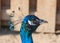 blue male peacock or peafowl showing just it\'s head and neck