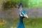 Blue male peacock or peafowl showing just it`s head and neck with a blurred background