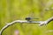 Blue Male Slaty Skimmer Dragonfly on Branch