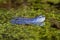 Blue males of the  moor frog Rana arvalis
