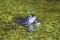 Blue males of the  moor frog Rana arvalis