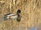 Blue Mallard male swimming in the river