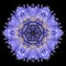Blue Mandala Flower Kaleidoscope Isolated on Black