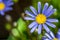 Blue marguerite