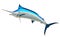 Blue Marlin fish