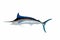 Blue marlin wall mount