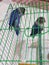 Blue mask love birds parrots in cage