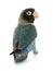 Blue Masked Lovebird - Agapornis personata