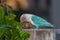 Blue Masked Lovebird feeding on ripe banana