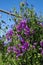 Blue and mauve sweetpeas growing on trellis