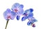 Blue, mauve, violet branch orchid flowers, Orchidaceae, Phalaenopsis known as the Moth Orchid, abbreviated Phal