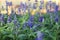 Blue Meadow Sage flower Salvia Pratensis or Herbaceous Perennial Palnt