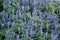 Blue Meadow Sage flower Salvia Pratensis or Herbaceous Perennial plant