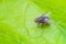 Blue meat fly insect on the green leaf in nature. Blue bottle fly.