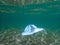 A blue medical mask under the water, the concept of pollution due to the remnants of the Coronavirus pandemic, a medical mask.